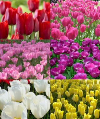 Collection C: A Rainbow of Triumph Tulips