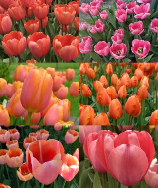Collection F:  Smoldering Tangerine-Pink Tulips