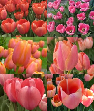 Collection F:  Smoldering Tangerine-Pink Tulips