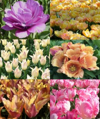 Collection I: The Designer Bouquet Cutting Garden
