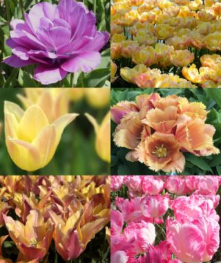 Collection I: The Designer Bouquet Cutting Garden