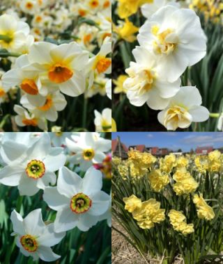 Collection K: Late Flowering Fragrant Narcissi