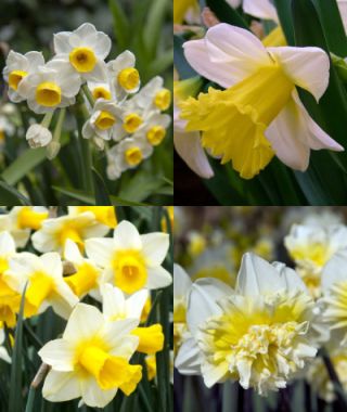 Collection M: The Bi-Color Narcissus Garden
