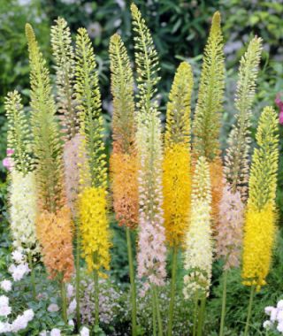 The Foxtail Lily Mixture