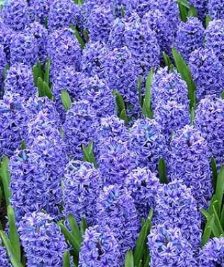 Hyacinthus orientalis Blue Jacket