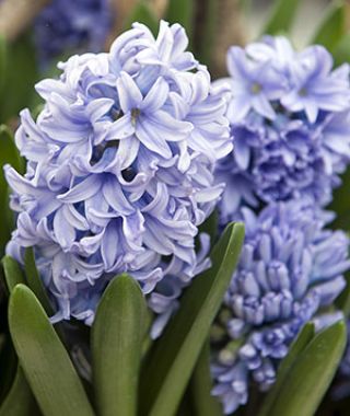 Hyacinthus orientalis Delft Blue