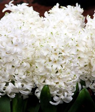 Hyacinthus orientalis White Pearl