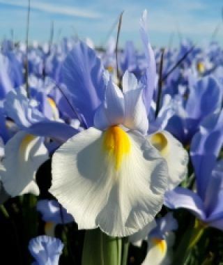 Dutch Iris Silvery Beauty
