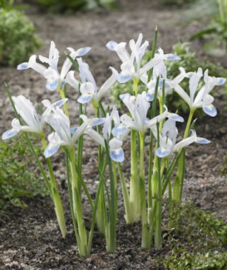 Iris reticulata Frozen Planet 