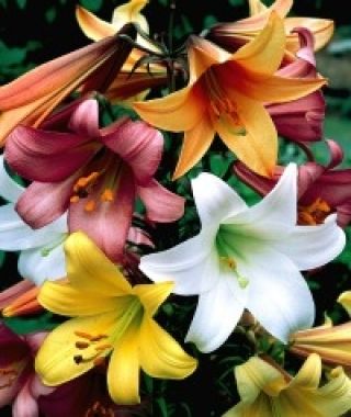 The Chinese Trumpet Lily Mixture