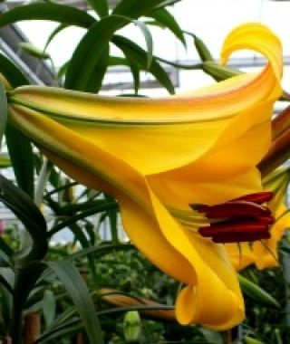 Lily Golden Splendour