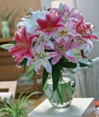 The Fragrant Oriental Lily Mixture