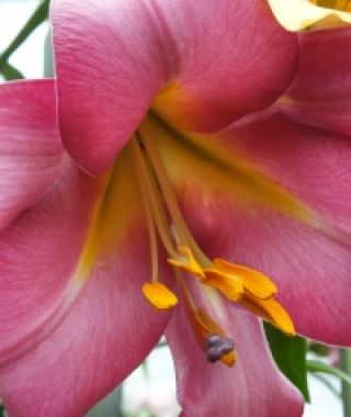 Lily Pink Perfection