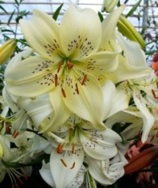 Asiatic Lily Sweet Surrender