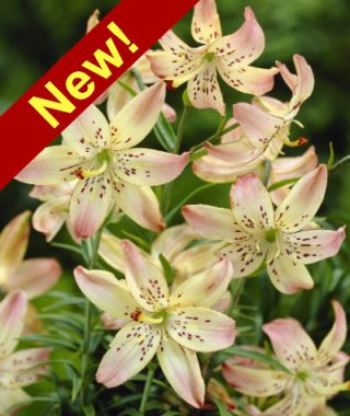 Asiatic Lily Corsage 