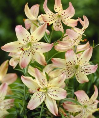 Asiatic Lily Corsage 