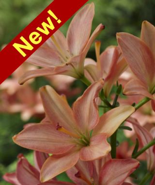 Asiatic Lily Little Kiss