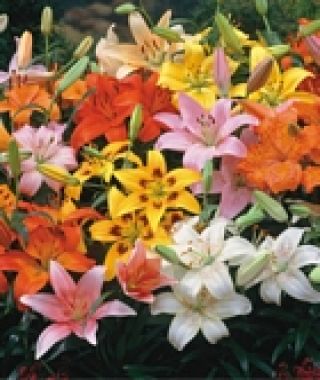 The Asiatic Lily Rainbow Mixture