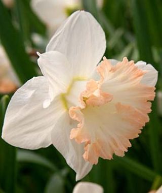 Narcissus British Gamble
