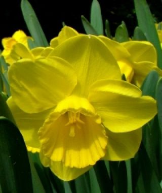 Large Cupped Narcissus Camelot