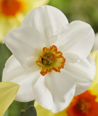 Narcissus Capisco 
