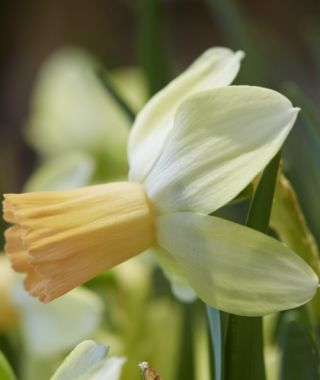 Narcissus Carice 