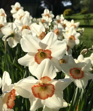Narcissus Coral Light