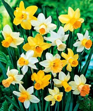 The Cyclamineus Narcissus Mixture