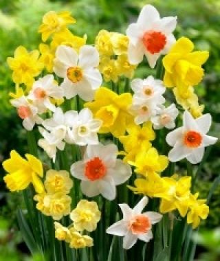 The Fragrant Narcissus Mixture