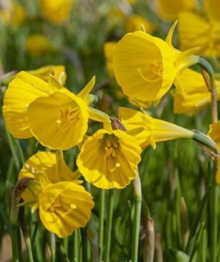 Narcissus bulbocodium Golden Bells