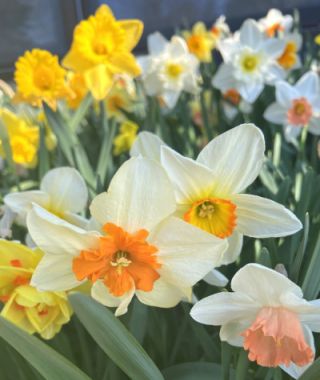 The Narcissus Grand Mixture