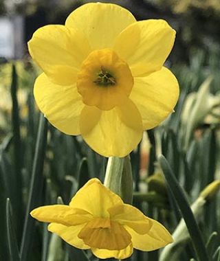 Narcissus Kokopelli
