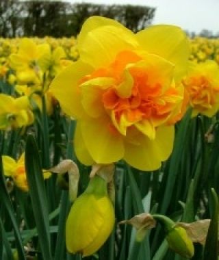 Narcissus Le Torch