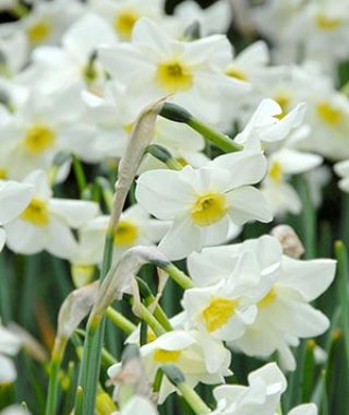 Narcissus Lieke