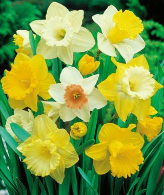 The Long Trumpet Narcissus Mixture