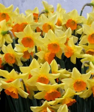 Large Cupped Narcissus Loveday