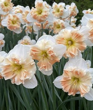 Narcissus Mallee
