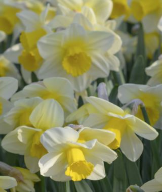 Narcissus Merel's Favourite 