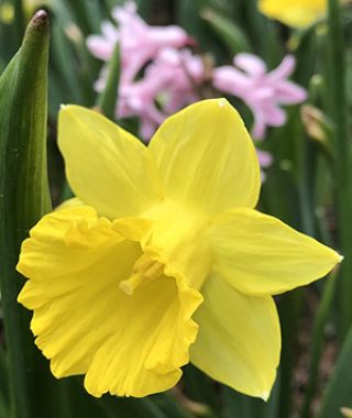 Narcissus pseudo-narcissus ssp. obvallaris