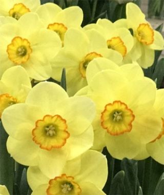 Narcissus Pacific Rim
