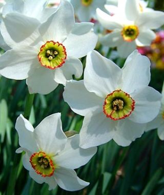 Narcissus Pheasant's Eye