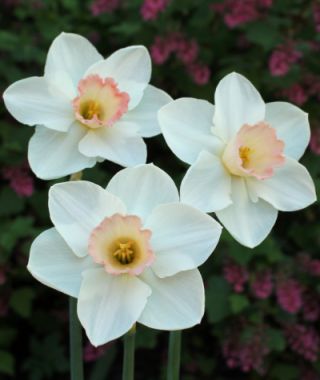 Large Cupped Narcissus Royal China