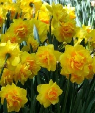 Narcissus Sherborne