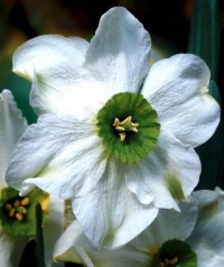 Narcissus Sinopel