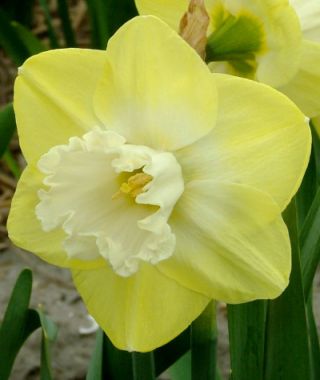 Large Cupped Narcissus Snow Frills