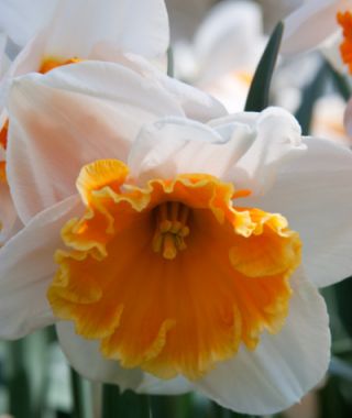 Large Cupped Narcissus Soestdijk