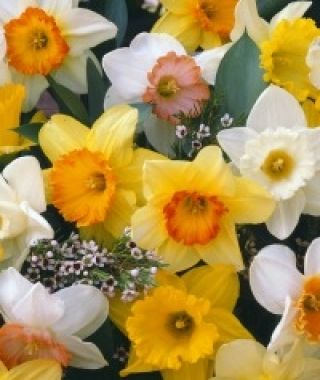 The Sparkling Spring Narcissus Mixture