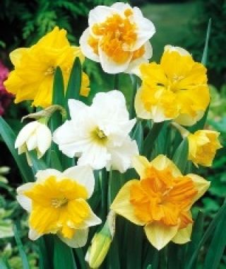 The Butterfly Narcissus Mixture