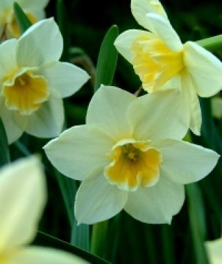 Narcissus Sweet Love