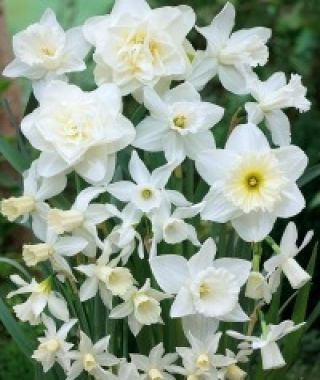 The Heavenly All-White Narcissus Mixture
